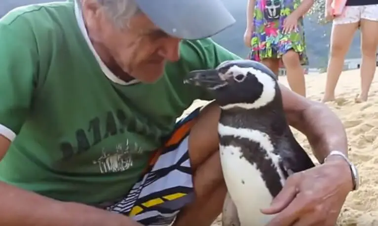 Penguin-Swims-8000KM-Every-Year-To-Visit-The-Man-Who-Saved-His-Life4